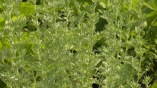 Que faire avec de l'absinthe fraîche : recettes et bienfaits à découvrir