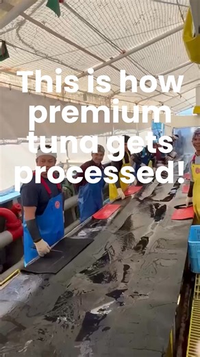 Ever wondered how Southern Bluefin Tuna is processed? 🐟🐟🐟 Here’s a behind-the-scenes look at what happens once the tuna hits the processing line. This is the unseen side of the industry – real people, real skills, and real hard work. Proud to be part of Australia’s seafood story. #SouthernBluefinTuna #PortLincoln #AustralianFishing #SeafoodAustralia #TunaProcessing #japan #japanesefood | Dinko Tuna