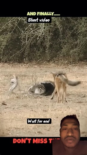 Honey badger V/S python 🦡🐍#wildlife#honeybadger#trending#funny #animal#viralvide#youtubeshorts