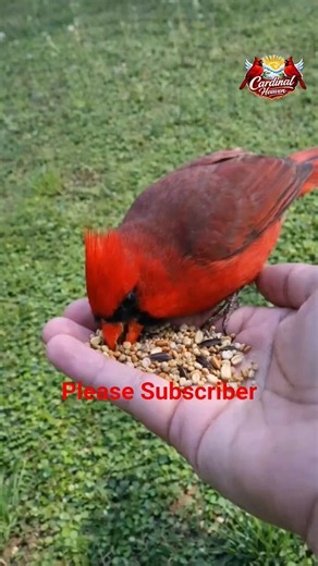 beautiful moment of trust between human and nature ❤️In this video, a stunning red cardinal bird
