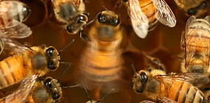 Unlocking secrets of the honeybee dance language – bees learn and culturally transmit their communication skills