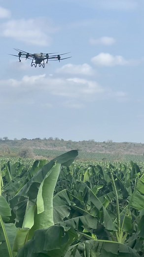 Fumigación con Drone Agrícolas DJI Agras T40 - Banano Orgánico