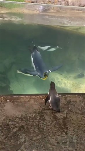 That moment when someone shows up in the same outfit as you. Humboldt penguin Chiquitita recently took an enrichment field trip to the sub-Antarctic habitat! The Humboldts live outdoors in a separate space, so she couldn’t stay long. But we have a feeling Chiquitita and king penguin Elmer will be great “long distance” friends. 😉 | Saint Louis Zoo