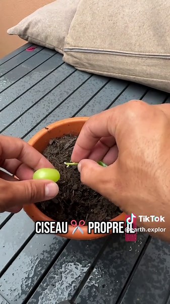 Bouture de rosier : technique naturelle avec raisin rouge