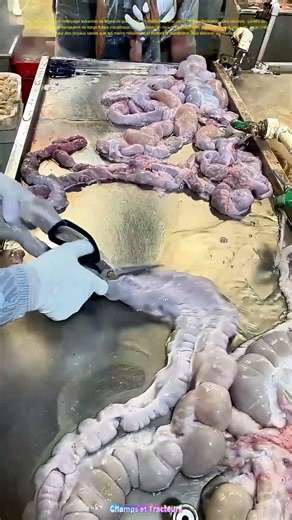 Les boyaux se purifient : eau et main nettoient les tripes