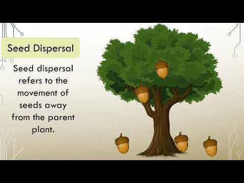 Seed Dispersal Explained | How Plants Grow and Spread | Hands-On Education