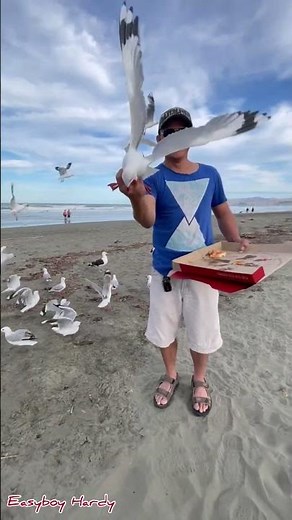 Feeding seagulls