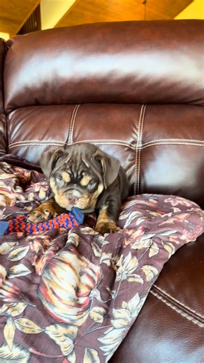 Play time with Nacho and Max! . . #bruiserbulldogs #englishbulldog #bulldogpuppy #englishbulldogs | Bruiser Bulldogs