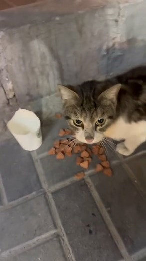 Kitty injured needs help 96664438 | KARE | Facebook