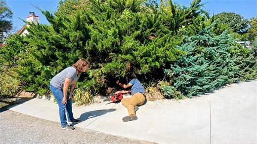 We Found this property driving around the neighborhood and left a flyer on the door. Found out this homeowner had lost her husband and everything outside hadn't been taken care of in years. She has a guy that comes and mows, but she said he doesn't really trim or edge. She also had these two huge juniper bushes that hadn't been touched in quite awhile. At first I wasn't sure what to do with them, but then I reached out to my Aunt and she had mentioned I should shape them like a bonsai tree. That