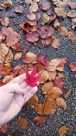 Tameside Cheetham Park #stalybridge #tameside #england