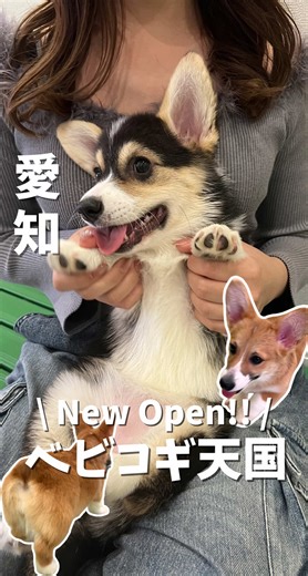 ▽せなたび限定ギフト ________________________________ スタッフさんにせなたびの動画を提示すると 新しいおもちゃでベビコギと遊べるよ🐶🍞 新しいおもちゃで人気者間違いなし!! 使用期限:3/22から3週間 ※個数制限がございます ________________________________ 名古屋にNew Open!! ベビコギと触れ合えるコーギー専門カフェを紹介するね🙌🏻🤍 わんぱくで可愛いベビコギ6匹がお出迎え🍞 みんな人懐っこくて膝の上にたくさん乗ってきてくれるの!! 特に尻尾があるエクレアちゃんが可愛すぎて虜に🥺 1号店のももりん、むぎ、きなこも2号店にいるからぜひ会いに行ってみてね!! ベビコギはとにかく新しいものが好きみたいだから、 せなたびギフトを活用して仲良くなってみてね〜🌷 ▽今日のスポットはこ 【📍コーギーワールド 2号店 】 住所: 愛知県名古屋市中区栄３丁目11-20 ティズ・クレエビル １階東 時間: 12:00〜20:00 (木曜定休) ※3月は22.28.29のみ営業(13:00〜18:00) 料金: 
