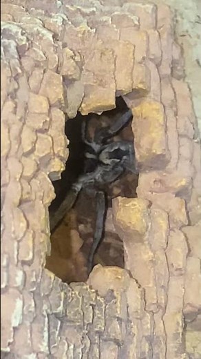 Carolina Wolf Spiders eyes glistening #entomology #spider #arachnids