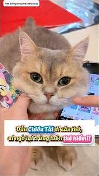 Có Chiêu Tài là mẹ không còn lo điều gì hết #viral #cat #viralreelsシ #pets #viral