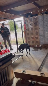 💥IMPULSE CONTROL STRATEGIES💥 When introducing high level distractions, especially in detection, it’s beneficial to have the stimulus creating the impulse in play, but unavailable to the dog. Successive approximation is always a solid strategy in the beginning and as the dog learns to self regulate their emotions and the picture becomes clearer, we can slowly increase our criteria #k9servicesunlimited #impulse #control #blacklab #dogtraining #bombdog | K-9 Services Unlimited LLC