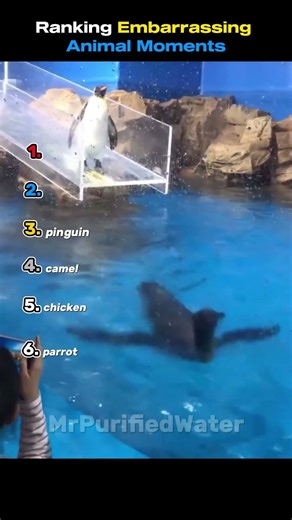 Ranking Most Embarrassing Animal Moments