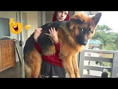 I Asked for a Dog… But Got a Full-Time Comedian Instead 😂🐶 Funniest Dog Moments Ever