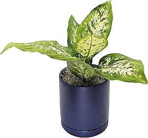 Easy to Grow Dieffenbachia 'Camille' Live Plant (1 Pack) - Potted Houseplant Placed in a Blue Ceramic Pot & Water Saucer