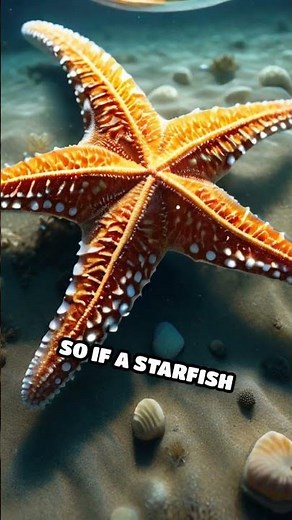 Why Starfish Thrive Without Brains