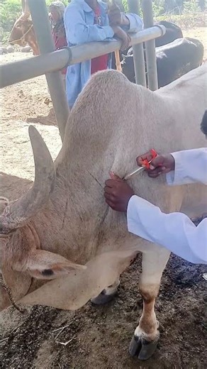 Bull Deworming: Subcutaneous Ivermectin Injection 🐂💉