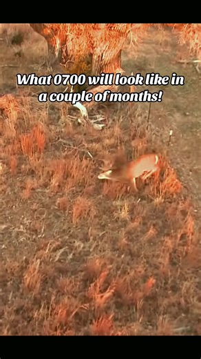 What 0700 will look like in a couple of months! #foryoupage #viral #fyp #deer #deerhunting