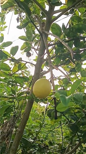 farming reels | #farming #farmlife #farm #shortshorts #shorts #short