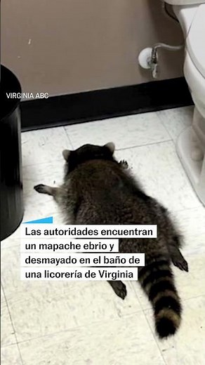 Un mapache asalta una licorería de Virginia y acaba ebrio y desmayado en el baño #shorts
