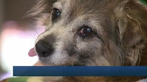 Dog rescued from sewer pipe