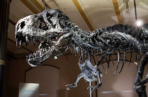 Dino-Austellung im Naturkundemuseum Berlin: Tyrannosaurus rex kehrt nach Deutschland zurück