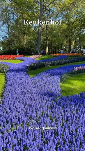 Keukenhof in FULL Bloom 🌷 April 🌷