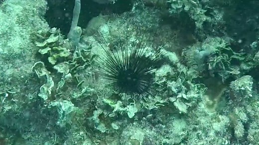 As coral reefs face unprecedented heat, scientists pioneer new ways to protect them