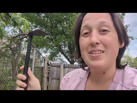 Beginner Gardening: Using a hand rake/hoe tool to dig out deep weeds!!