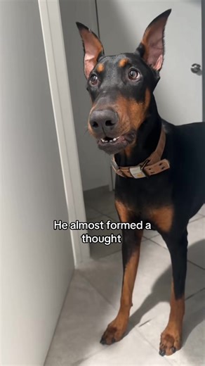 Funny Doberman Moments That Will Make You Laugh