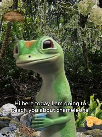 Veiled chameleon care explained by geico gecko#fyp#reptile#care#chameleon#animals My boyfriend made this video🤍