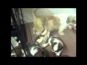 shih tzu puppies for sale, shih tzus playing, shih tzu breeders, ONLY THE BEST Shih tzu puppies