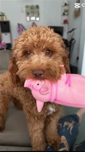 Damm what a duo #dog #cute #cockapoo #puppy #dogshorts #doggielife #puppies #wippit