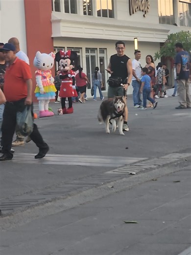 Understanding the Wonderful Traits of Huskies