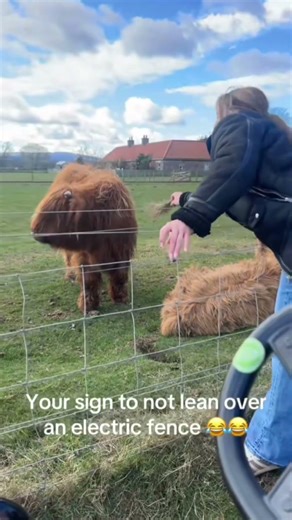 Highland cow electric fence funny #funny #viral #highlandcow #electric #shorts