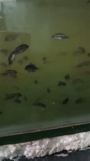 srd flowerhorn frys minimum order 100pc 🌟