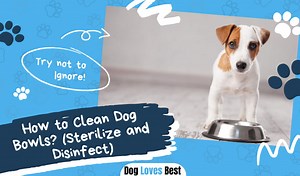 How to Clean Dog Bowl Effectively? (Sterilize and Disinfect) - Dog Loves Best