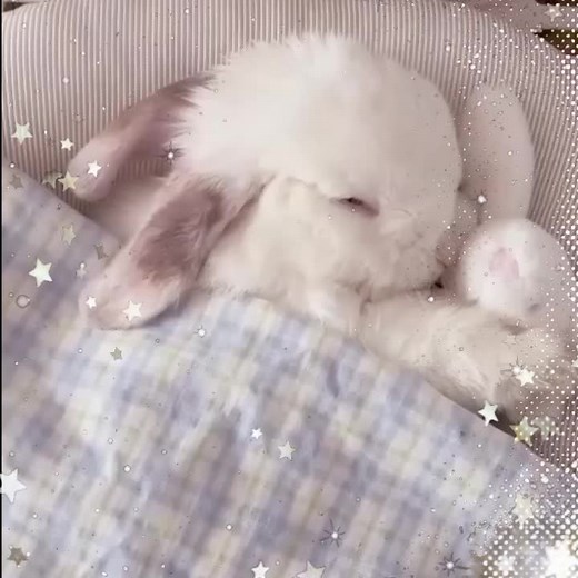 Izuku Midoriya: The Bunny Coded Hero