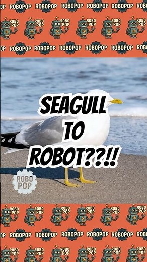 Seagull