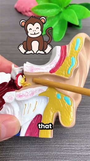 My Son Has A Monkey In His Ear 🤯