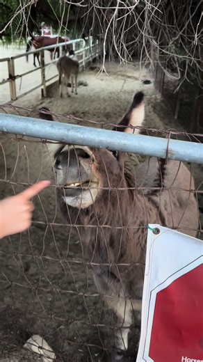 Had to keep Aiden’s cute helllooooooo 🥹 #hello #donkey #smiles #hellooo #cute