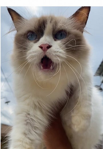 Suara Kucing Cantik Meong Meong yang Menggemaskan