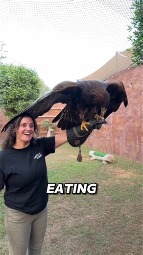 A Giant Eagle Lands on His Hand… Trust Level UNREAL! 🦅😳 #shorts