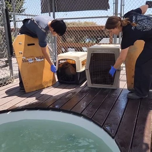 #14 & #17 have graduated to CIMWI’s pre-release conditioning pools! #284 was a great ambassador and welcoming committee 🤣 #ComeOnIn #TheWatersFine #MakeTheSplash #ambassador #WelcomingCommittee #pools #RehabilitationProgress #GraduationTime #MakingADifference #SavingMarineMammals #SecondChanceAtLife #ElephantSealPup #pup #TeamCIMWI #CIMWI | Channel Islands Marine & Wildlife Institute (CIMWI)