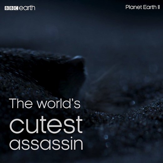 Golden moles are blind, the size of a ping pong ball and totally deadly. #PlanetEarth2 | BBC Earth