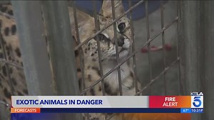 Animal sanctuary being threatened by Bridge Fire in Southern California