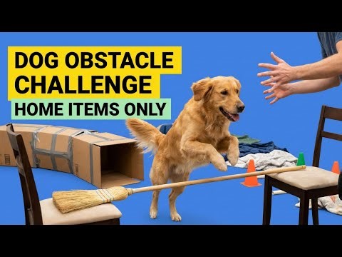 Building a Dog Obstacle Course with Household Items 🪜🐾